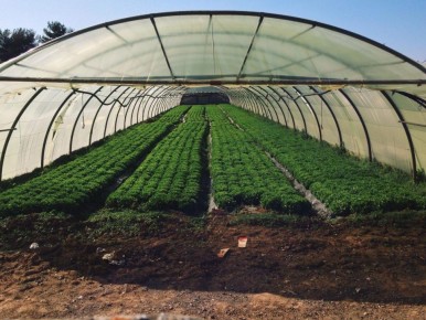 ����������� ������ ���������� �������: ��� ���� � ������� ����� ����������� �����������