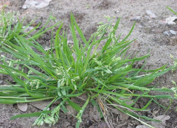 Эффективные методы борьбы с сорняками на даче