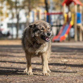 �������� ��� ������� �������: ������ ��������������� ��������������-����������� �������� 200 �����