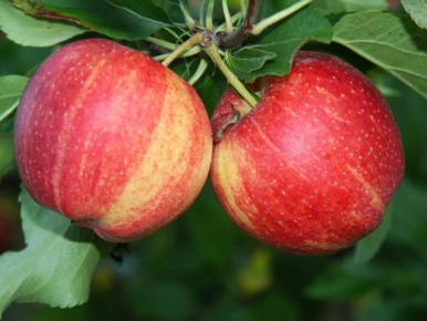 ��� ��������� ������ �������: �������� ������ � �� �������