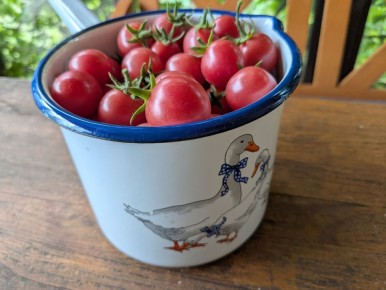 Необычные помидоры: как случайные сорта завоевывают сердца огородников