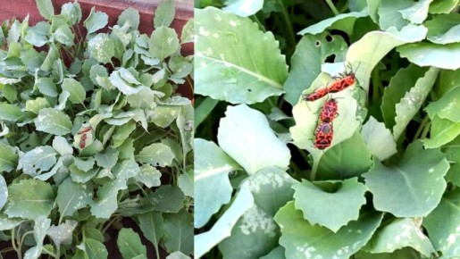 ��� ���������� �������� � ������� � �������� �� �������