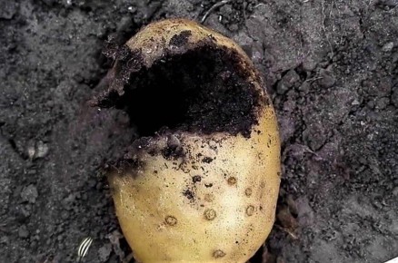 Медведка: как сохранить урожай от этого опасного вредителя