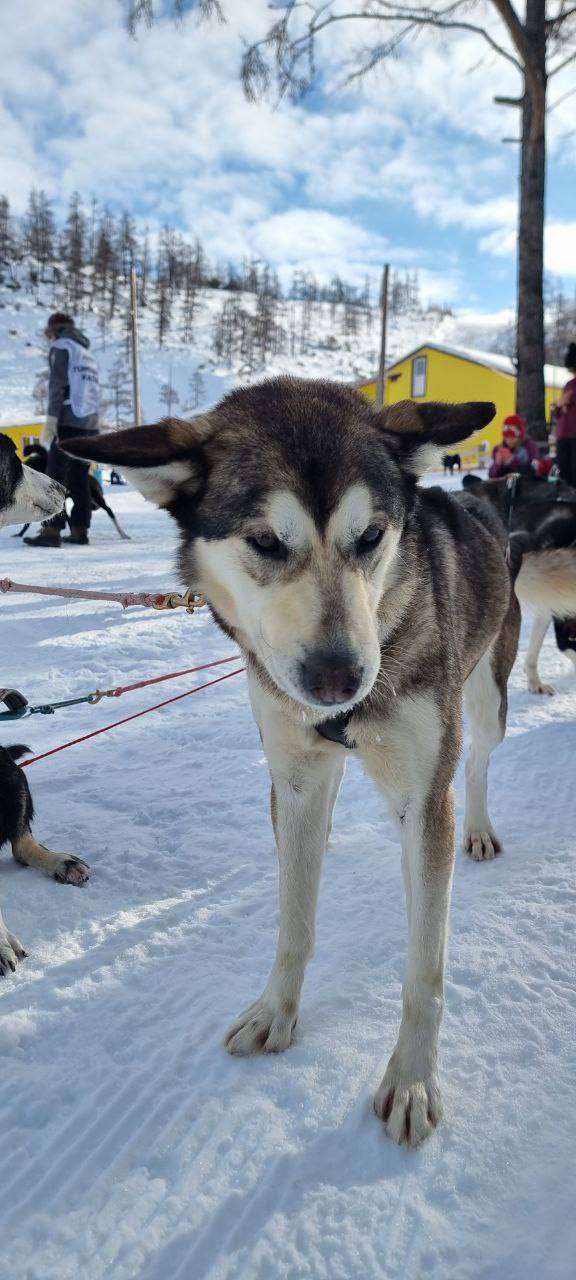 Праздник «Берингии2026» в Эссо Праздник «Берингии2026» в Эссо