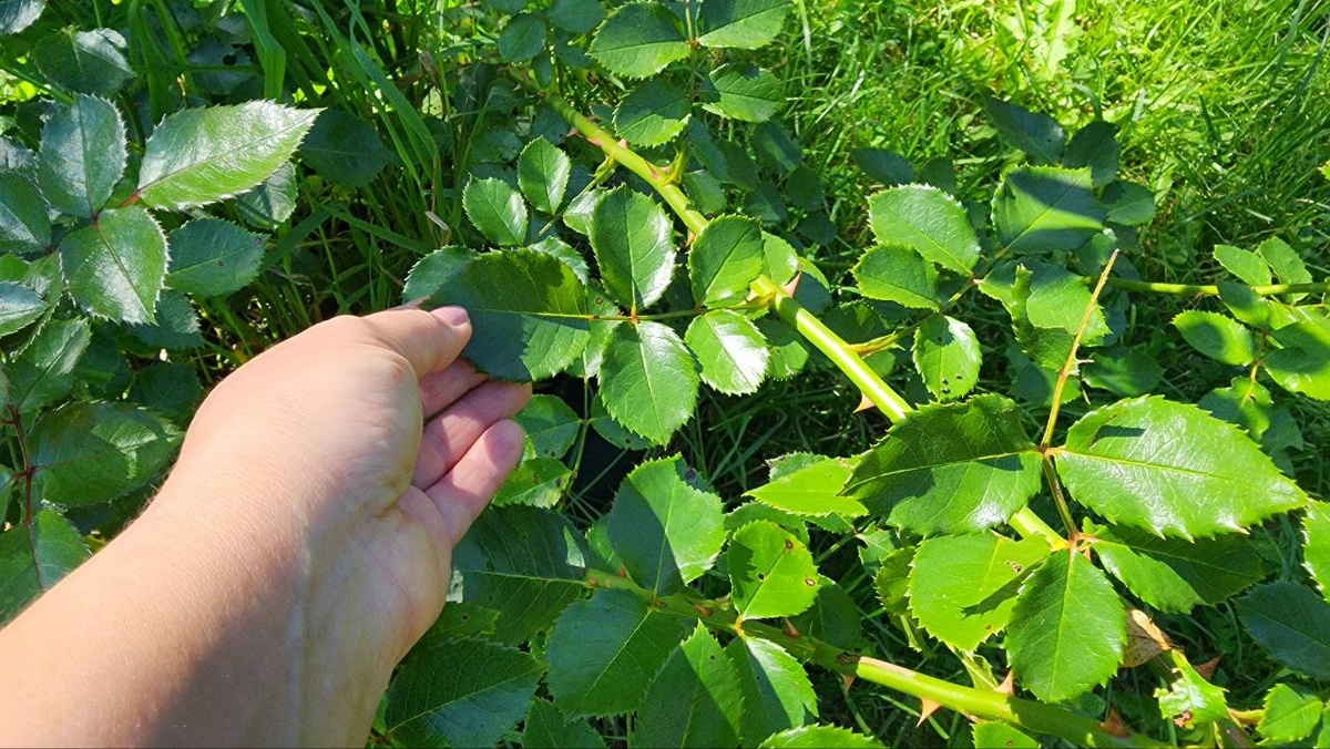 Как осенняя подкормка роз поможет им пережить зиму