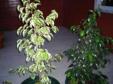 Фикус Бенджамина: секреты успешного роста и ухода