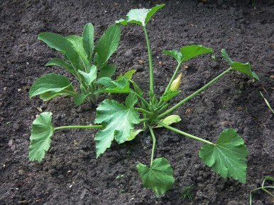 ����� ����� ������ �������: ������� ��������� ������