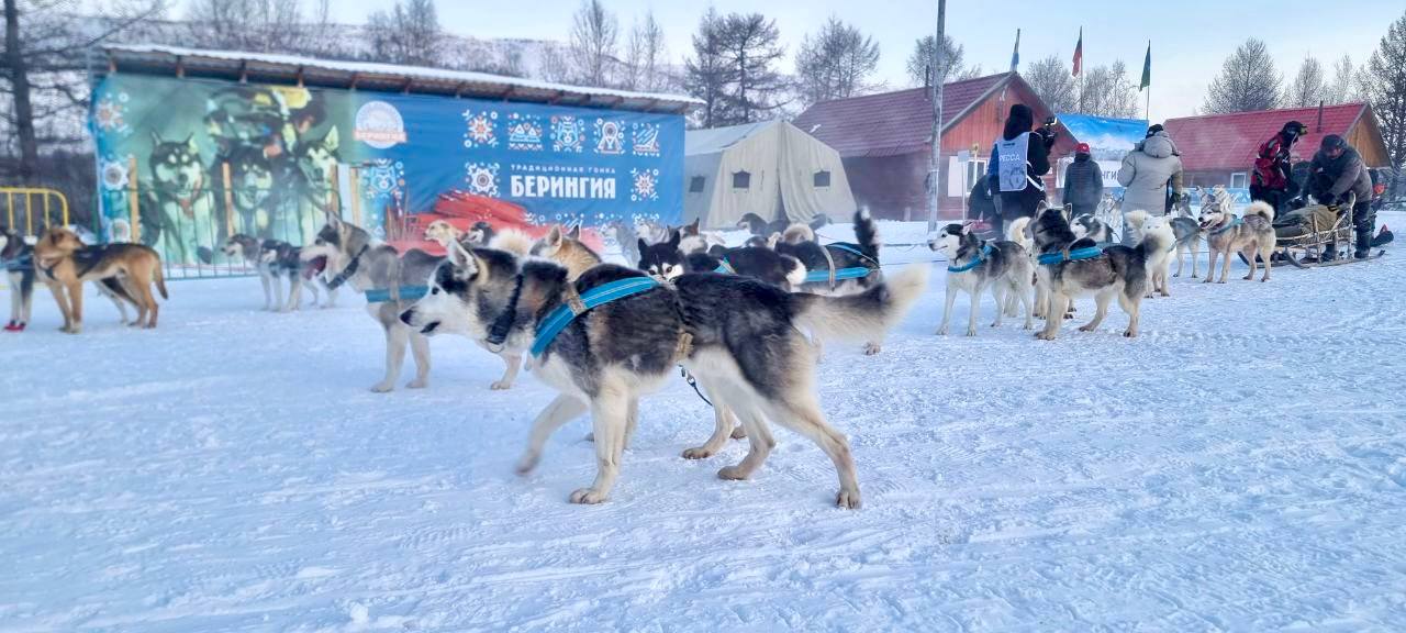Старт легенды: в Эссо дан старт 36-й гонке «Берингия» Старт легенды: в Эссо дан старт 36-й гонке «Берингия»