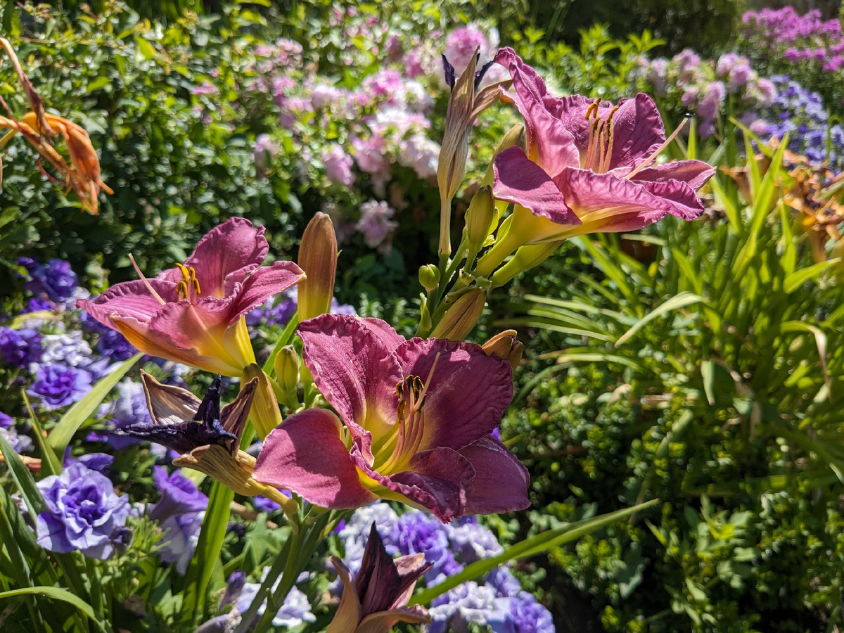 Летний сад: что цветет в середине июля