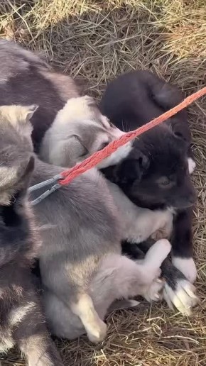 ��������� ��������� ����, ������ � ����������� �������� ��������� �������� � �������