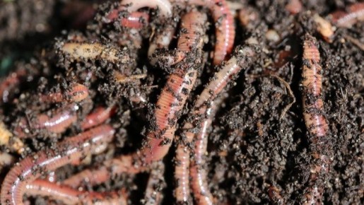 Как осенние сидераты на 12 см превращают землю в рай для червей