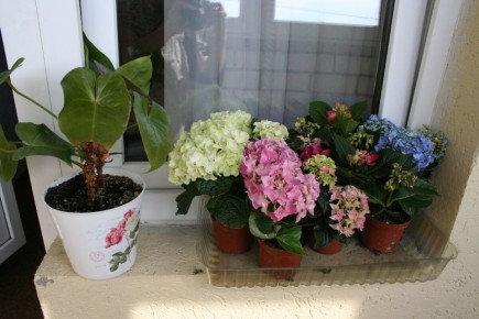 Гортензии: как сохранить чудо среди зимы