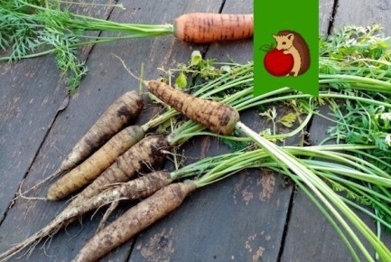 ������ ������� ����� �������: ����������� ������� ������