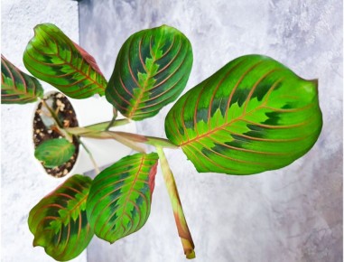 ��� ���������� ������� ��������� ����������� ������������� ��� �����������