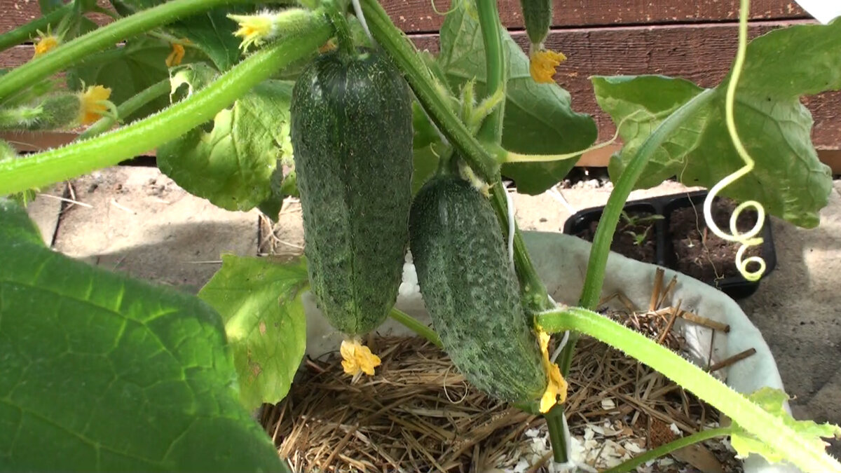 Как организовать правильную подкормку огурцов в период плодоношения