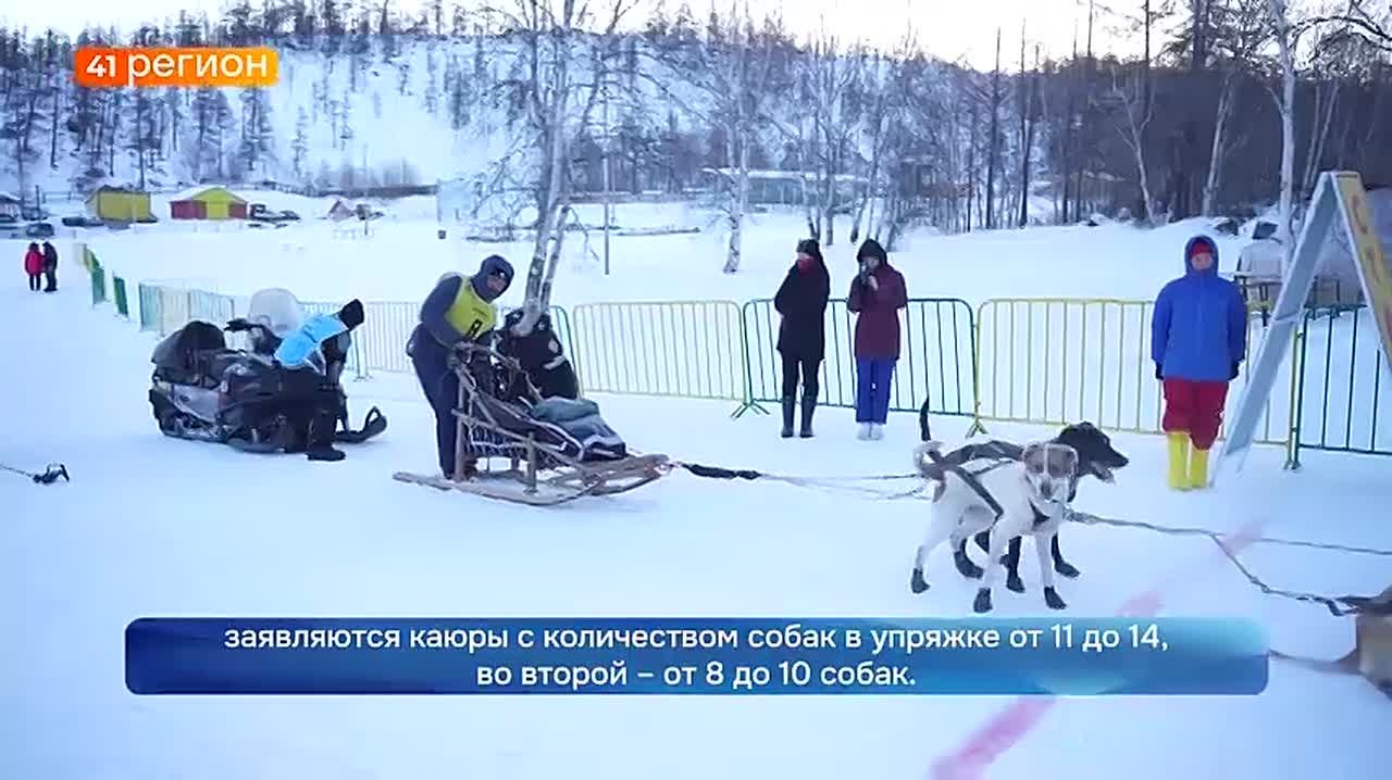 Гонка на собачьих упряжках «Берингия – 2026» стартовала в камчатском селе Эссо