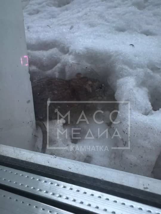 ��������� �������. � ������� ��������������, 51 ������ ��������� ������