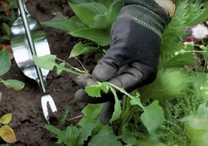 Лунный календарь для дачников: удачные дни с 2 по 8 мая