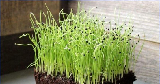 ������� ��������� ����������� ����-�����: �� ������ �� ����� ������