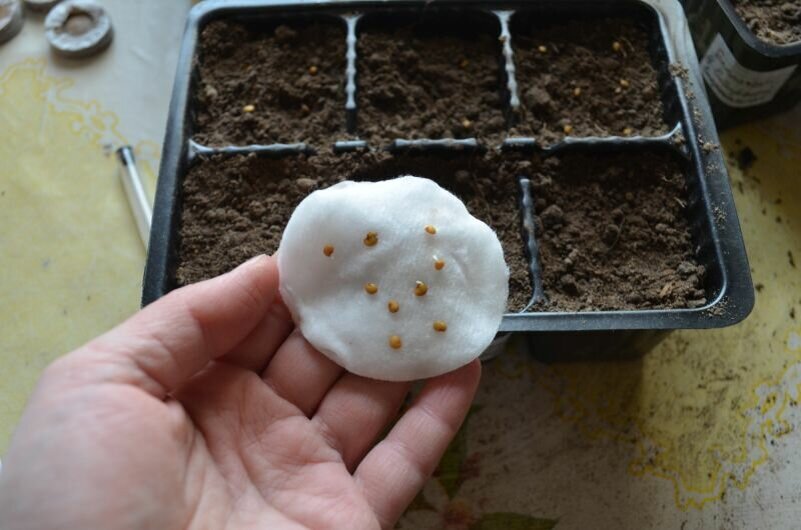 Лучшие дни для посева рассады с 27 февраля по 5 марта