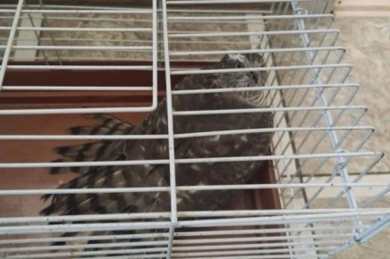 ������ ��������������� �������