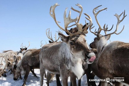 ���������� ��������� 4 ��� ����� �� �������� ����� ����������� ����