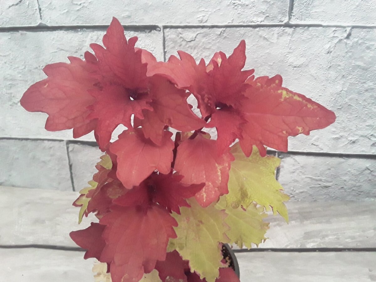 Колеусы: мода на яркие лиственные акценты в саду