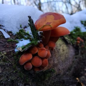 ������ �����: �����, ������� �������� ���� � ������