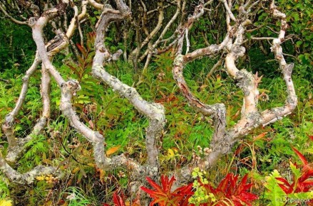 Единственная роща пихты и пьяный лес: в день лесов в Кроноцком заповеднике вспомнили уникальные лесные массивы на Камчатке