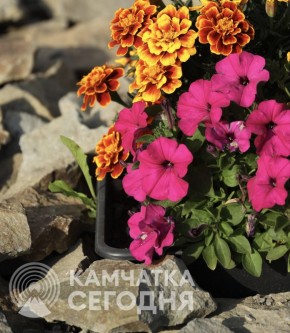 «Весенние дары» в Сосновке