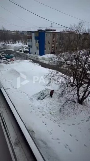 ���������� �����������: ���� ������, ���� ������ ������