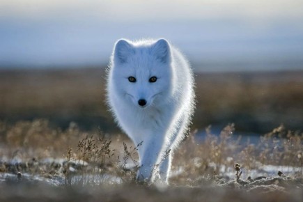 �������� ���� � �������!. ����������� � ������� �� �������, ��� ����� ��������� ������������ �������� ���������