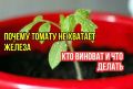 Томатам не хватает железа: что стоит знать и почему хелаты не всегда нужны