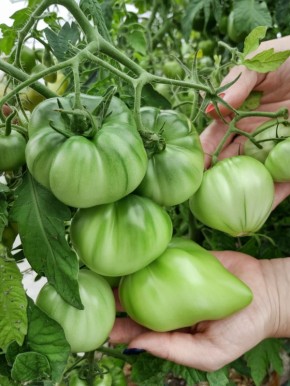 ������ �������� �� �������� � �������� ����? ����������� ������ ������� ������