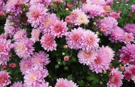 Как сохранить хризантемы зимой: полезные советы и рекомендации