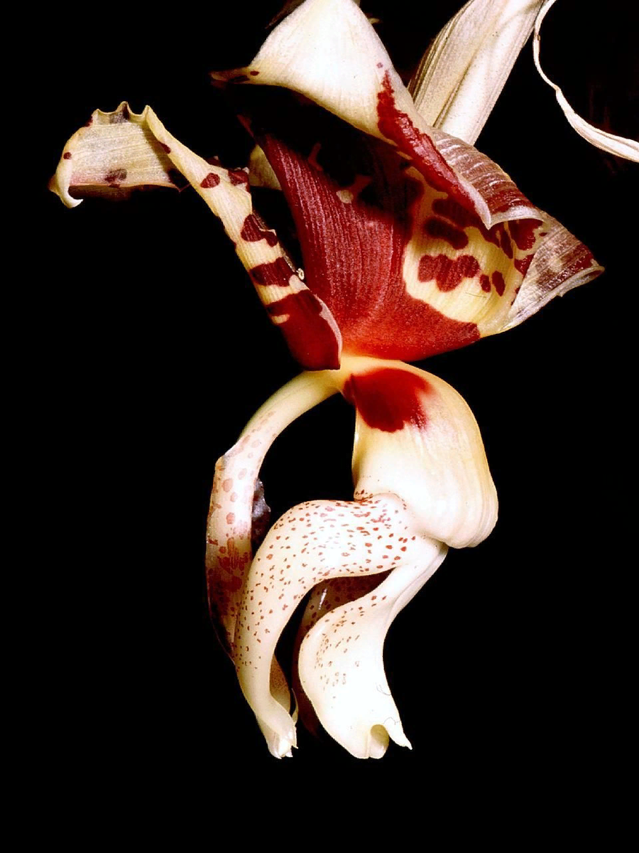 Очарование орхидеи-быка: Стангопея