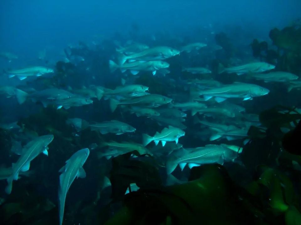 Охотоморская путина-2026: дальневосточные рыбаки добыли свыше 850 тыс