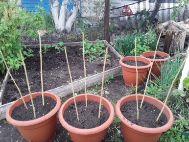 ��������� ���� ��� ������������� ����: ��� ������������ ��������� ���������