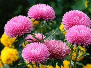 Астра Миледи: когда сажать, как ухаживать и что нужно знать