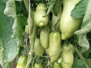 ���������� ���: ������� ��� �������� ������