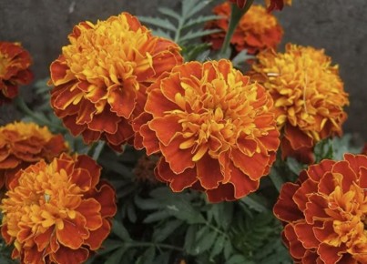 ����� � ���� ��� �������: ������ ���� � ������ ��������