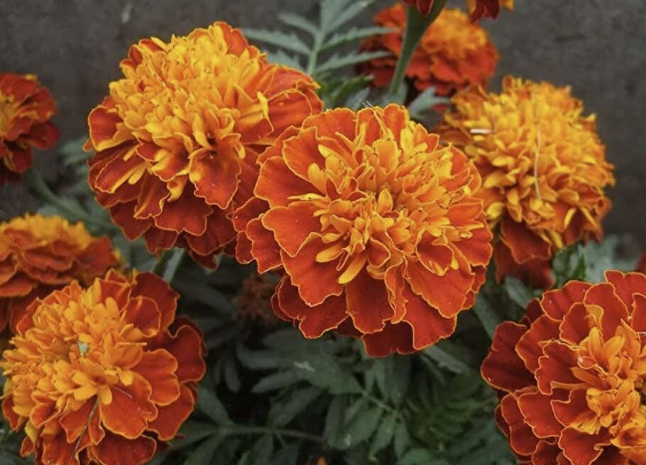 Цветы в саду без рассады: легкие пути к яркому цветнику