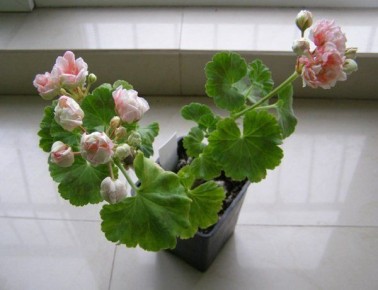 ��� ������� ��������� �������� ��� �����: ���������� � �������� ��������