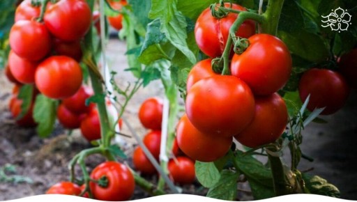 ���� �� �������� � ������ ������: ������������ ������������