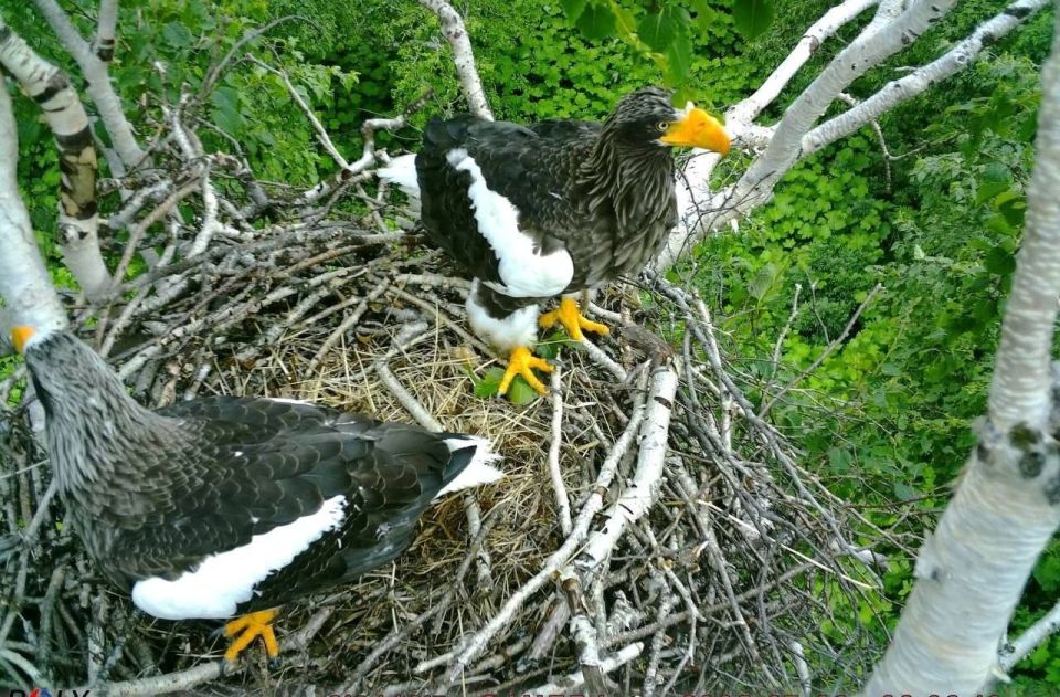 "���������� ������" � ���� ����: ��� ������ ������ ������