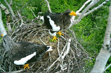 "���������� ������" � ���� ����: ��� ������ ������ ������