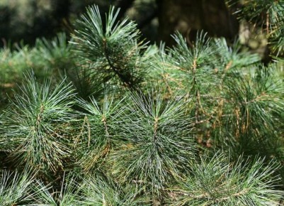 ��� ��������� ���� �� ����: ������� ������ ��� ���������