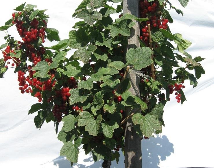 Штамбовая культура крыжовника и смородины: секреты успешного выращивания