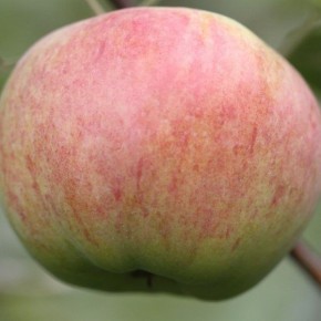 ������ ����: ���������� ���� � �������� ������� � ������� ��������������