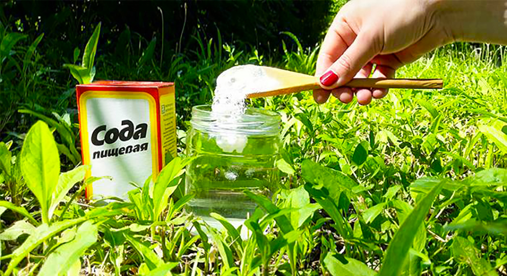 Мир невидимых врагов: как быстро и недорого побороть муравьев